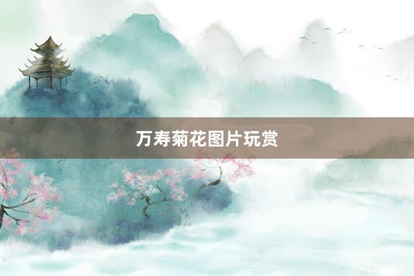 万寿菊花图片玩赏
